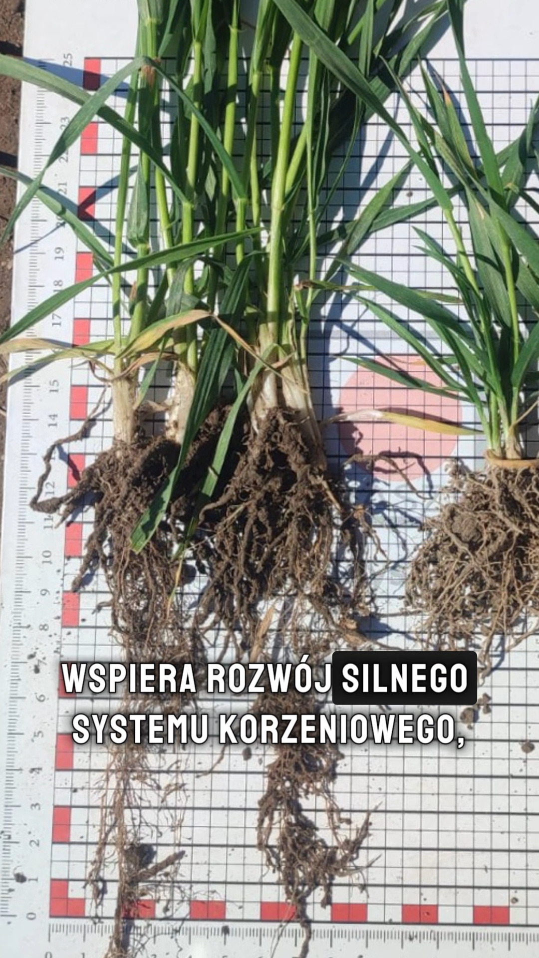 Flora sp. z o. o.